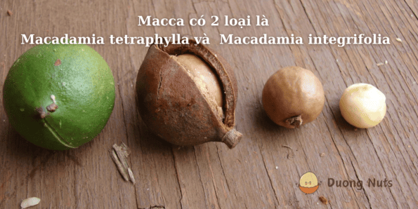 Macca có 2 loại chính là Macadamia tetraphylla VS  Macadamia integrifolia