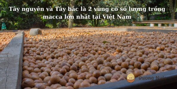 Tây nguyên và Tây bắc là 2 vùng có số lượng trồng macca lớn nhất tại Việt Nam