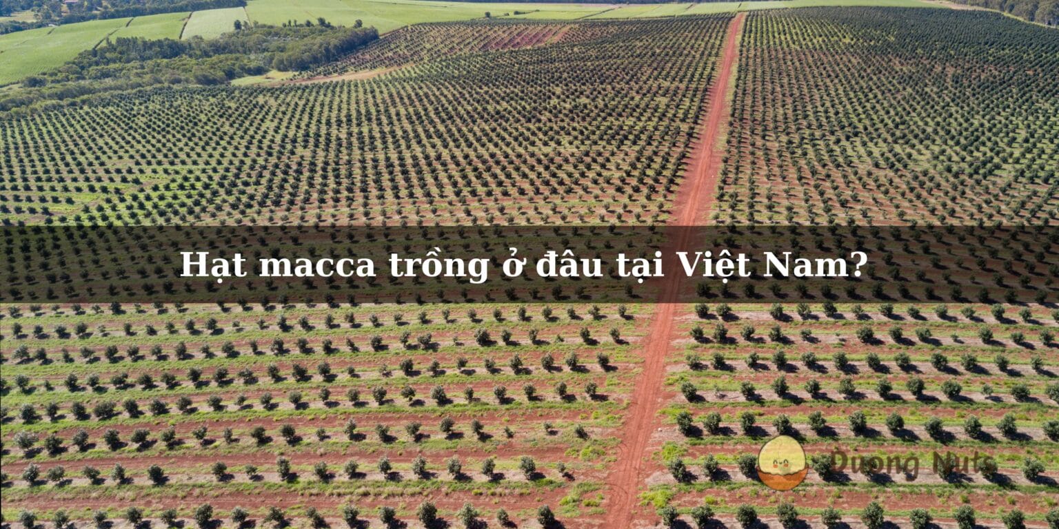 Cây macca trồng ở đâu tại Việt Nam? - Duong Nuts