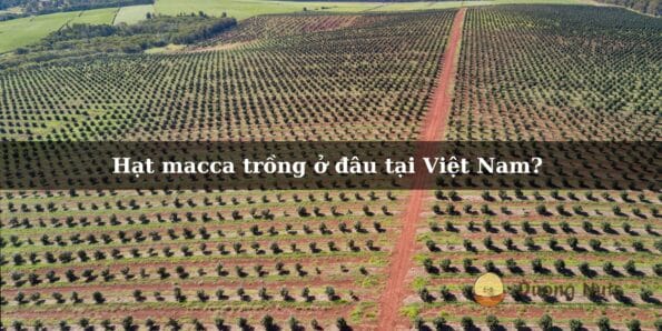 Hạt macca trồng ở đâu tại Việt Nam?