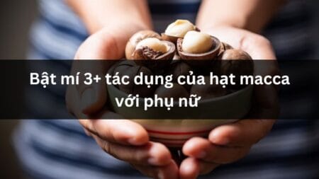 Hạt macca là hạt gì? Khám phá đặc điểm, nguồn gốc, công dụng của macca “nữ hoàng hạt dinh dưỡng”