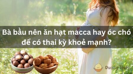 Hạt macca là hạt gì? Khám phá đặc điểm, nguồn gốc, công dụng của macca “nữ hoàng hạt dinh dưỡng”