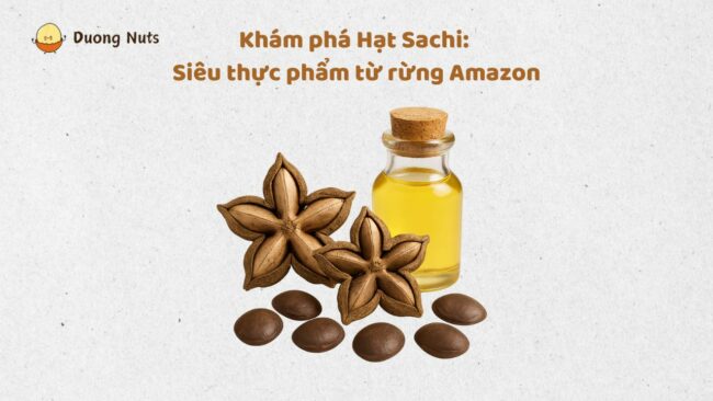 Hạt phỉ là hạt gì? Tất cả cả kiến thức cần biết về hạt phỉ
