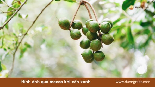 Hình ảnh quả macca khi còn xanh